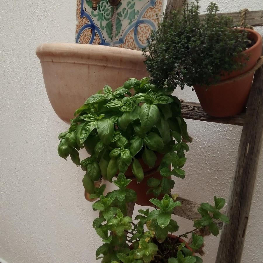 Il Terrazzino Sul Kemonia Apartment Palermo Bagian luar foto